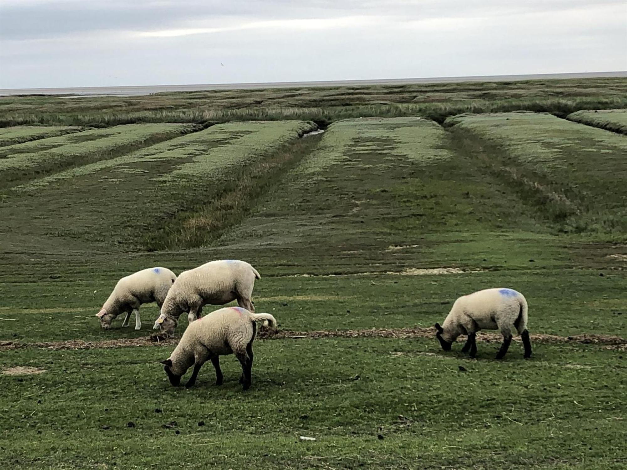 Haubarg Alte Strandvogtei Westerhever Εξωτερικό φωτογραφία